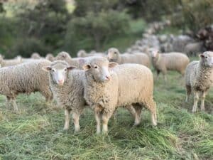 Chăn lông cừu được làm từ lông cừu tự nhiên 100%