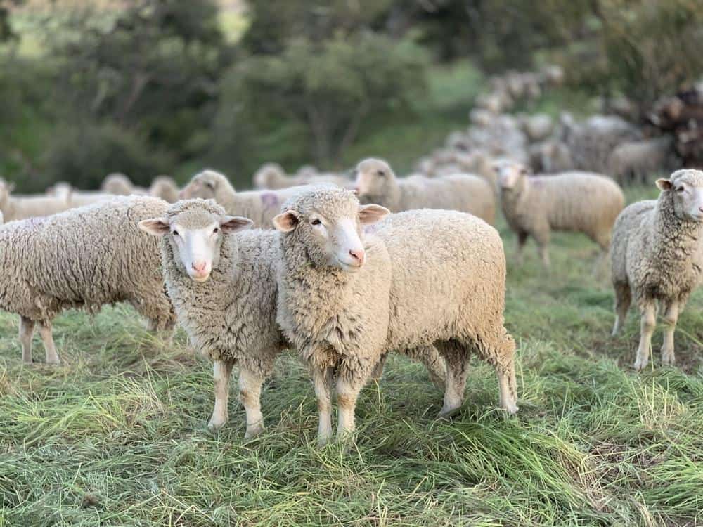 Chăn lông cừu được làm từ lông cừu tự nhiên 100% (Ảnh: Unplash)