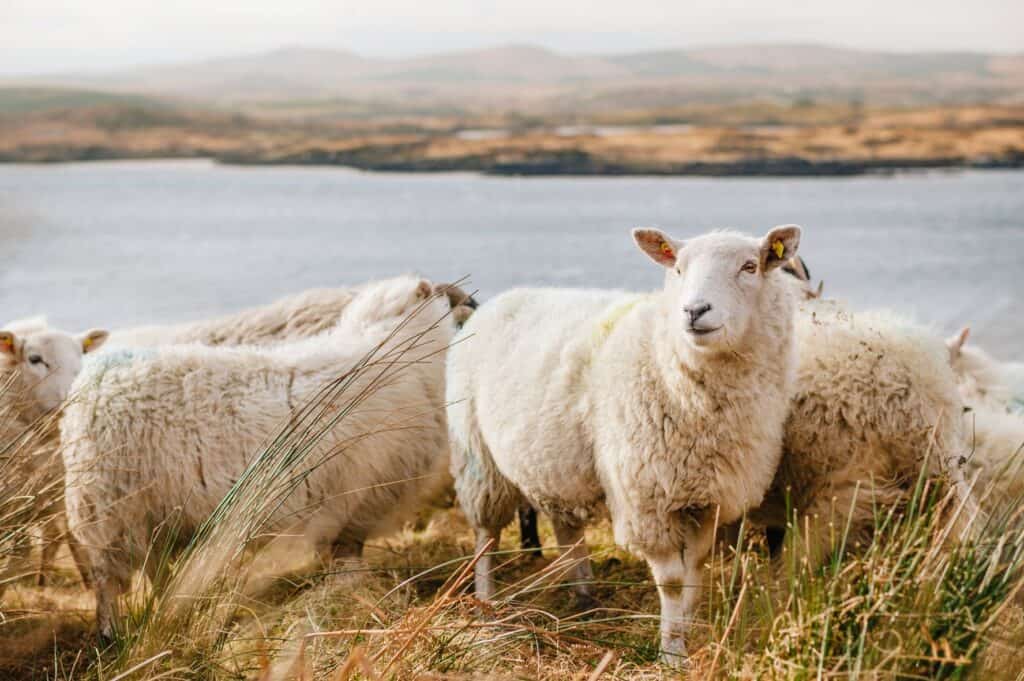 Chăn lông cừu tự nhiên được làm từ 100% lông cừu