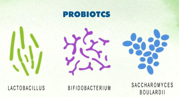Các loại khuẩn Probiotics phổ biến