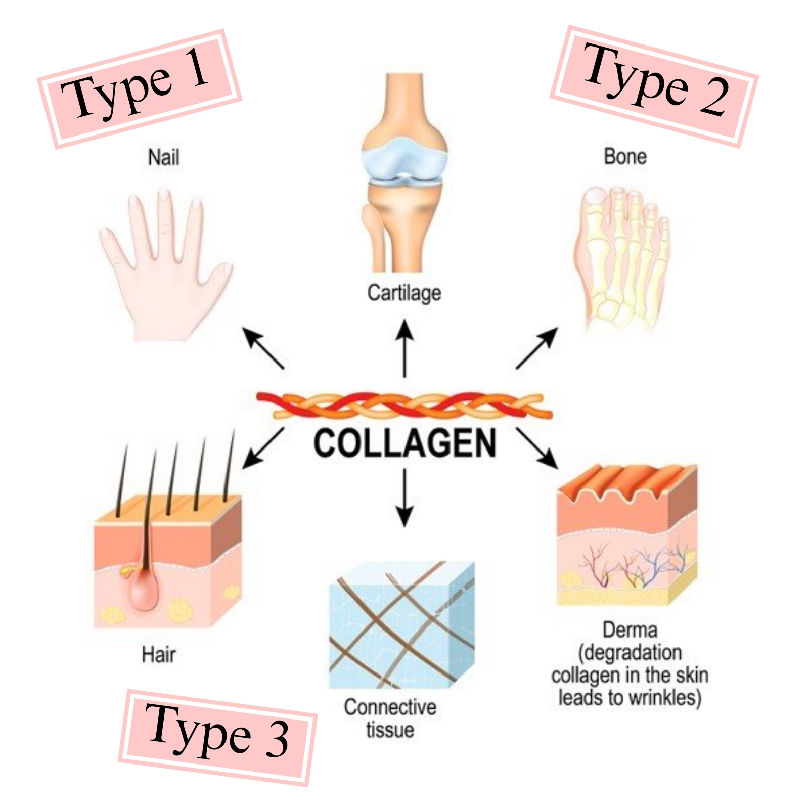 Các loại collagen 