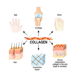 Collagen sản sinh như thế nào?